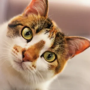 Gato