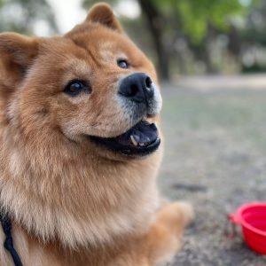 Perro